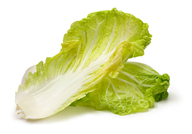 سفارش کاهو رومانی در تناژ بالا