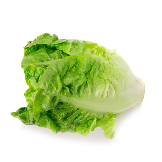 سفارش آنلاین كاهو رومانو مرغوب و ممتاز